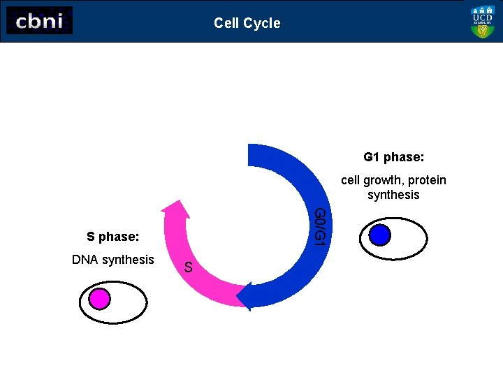 Cell Cycle G 1 phase: cell growth, protein synthesis G 0/G 1 S phase: