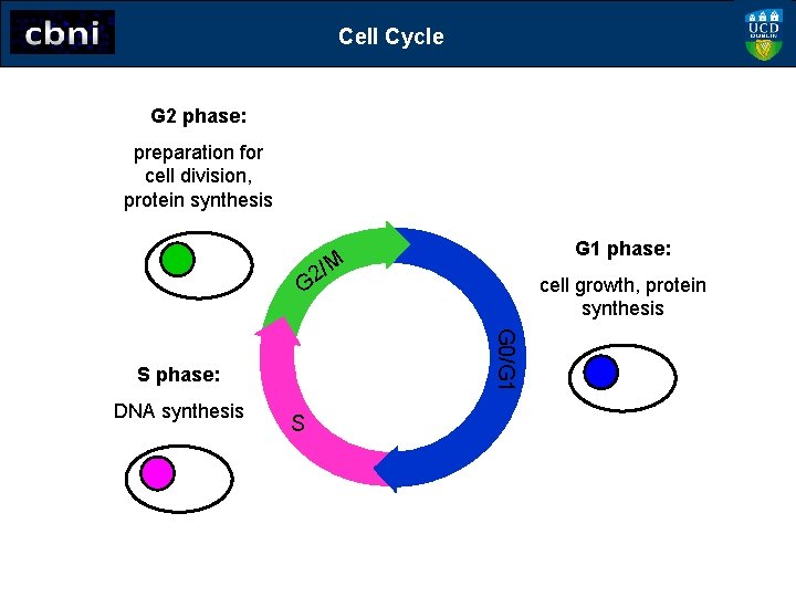 Cell Cycle G 2 phase: preparation for cell division, protein synthesis G 1 phase: