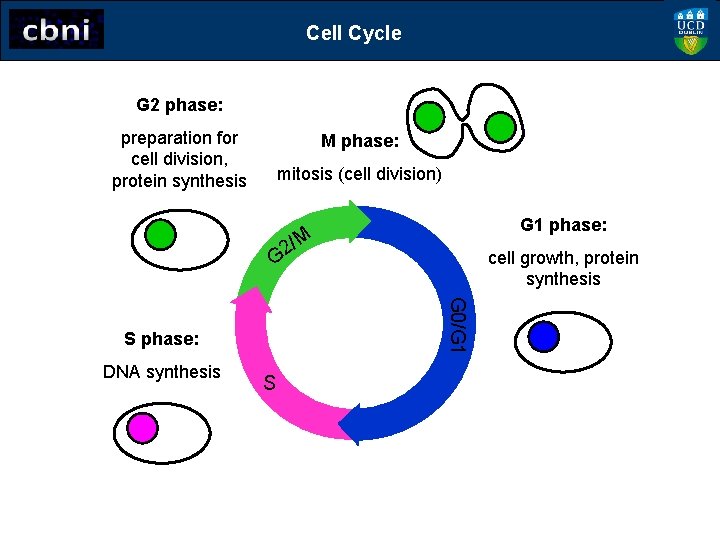 Cell Cycle G 2 phase: preparation for cell division, protein synthesis M phase: mitosis
