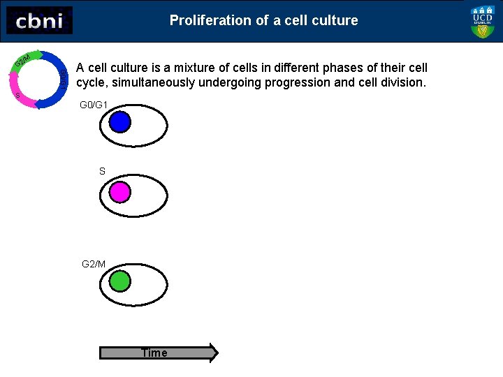 Proliferation of a cell culture G 0/G 1 /M G 2 A cell culture
