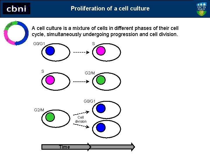 Proliferation of a cell culture G 0/G 1 /M G 2 A cell culture