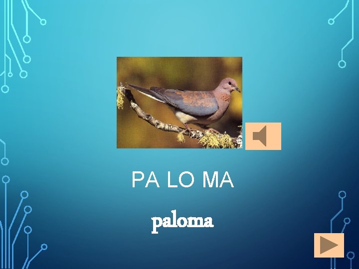 PA LO MA paloma 