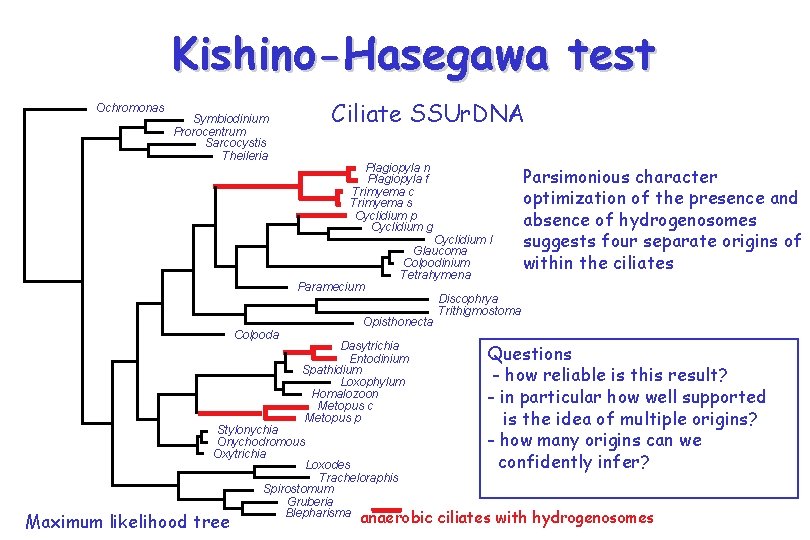 Kishino-Hasegawa test Ochromonas Symbiodinium Prorocentrum Sarcocystis Theileria Ciliate SSUr. DNA Plagiopyla n Plagiopyla f