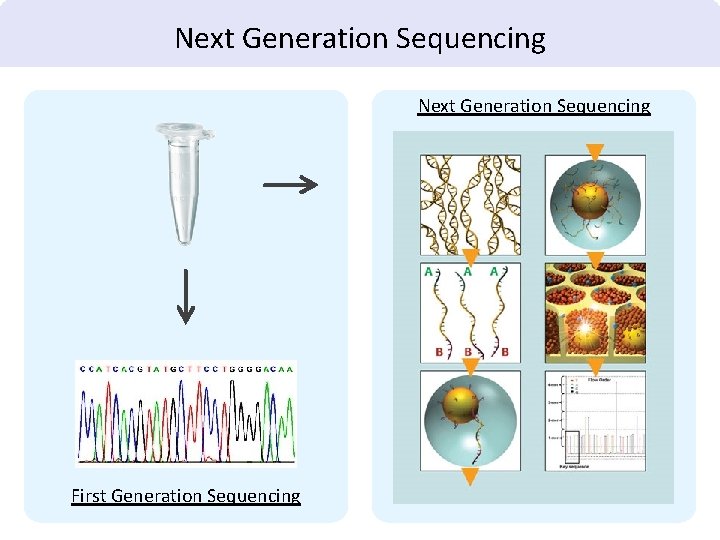 Next Generation Sequencing First Generation Sequencing 