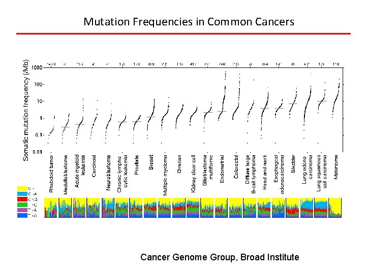 Mutation Frequencies in Common Cancers Cancer Genome Group, Broad Institute 