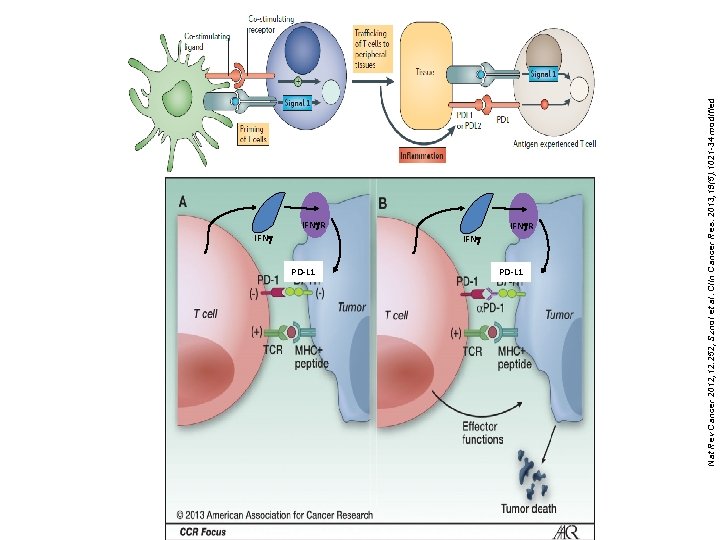 IFNg. R IFNg PD-L 1 IFNg. R PD-L 1 Nat Rev Cancer 2012; 12: