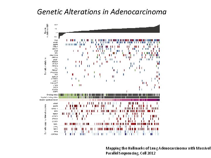 Genetic Alterations in Adenocarcinoma Mapping the Hallmarks of Lung Adenocarcinoma with Massively Parallel Sequencing,