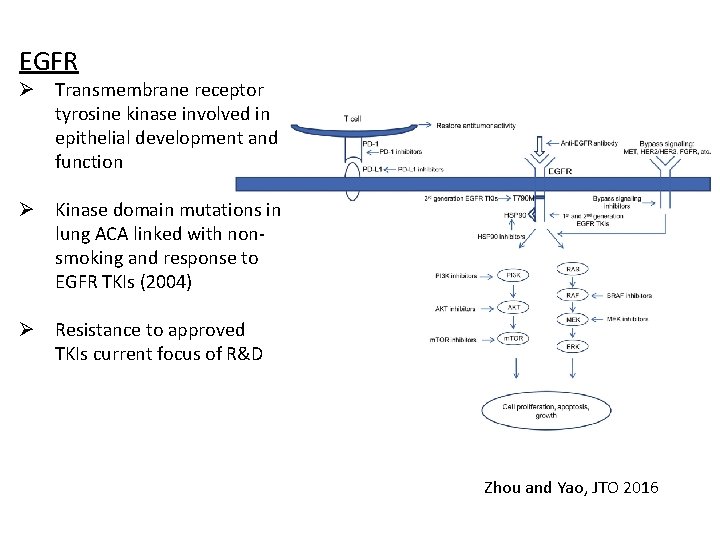 EGFR Ø Transmembrane receptor tyrosine kinase involved in epithelial development and function Ø Kinase