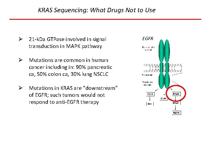 KRAS Sequencing: What Drugs Not to Use Ø 21 -k. Da GTPase involved in