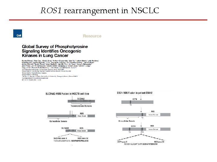 ROS 1 rearrangement in NSCLC 