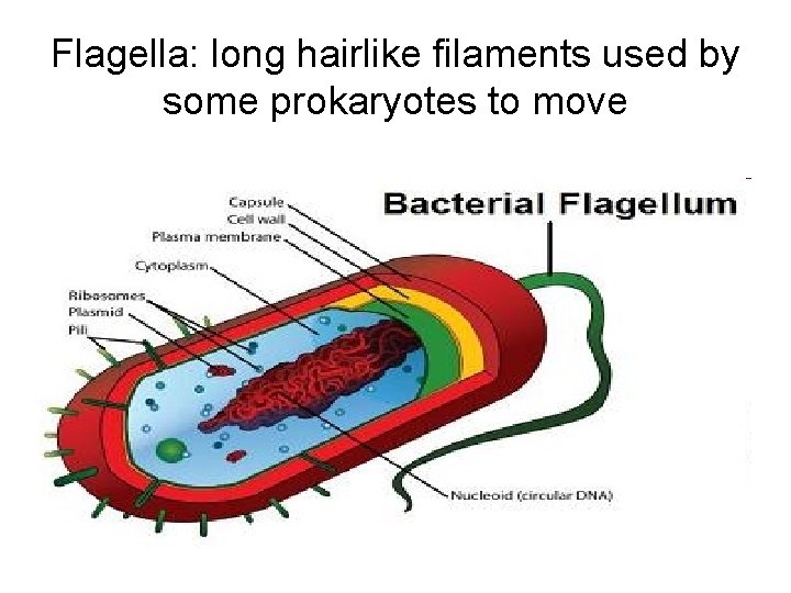 Flagella: long hairlike filaments used by some prokaryotes to move 