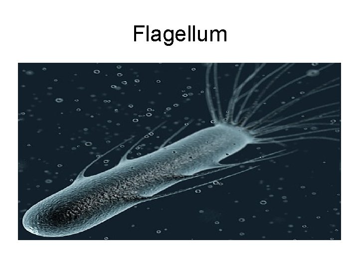 Flagellum 