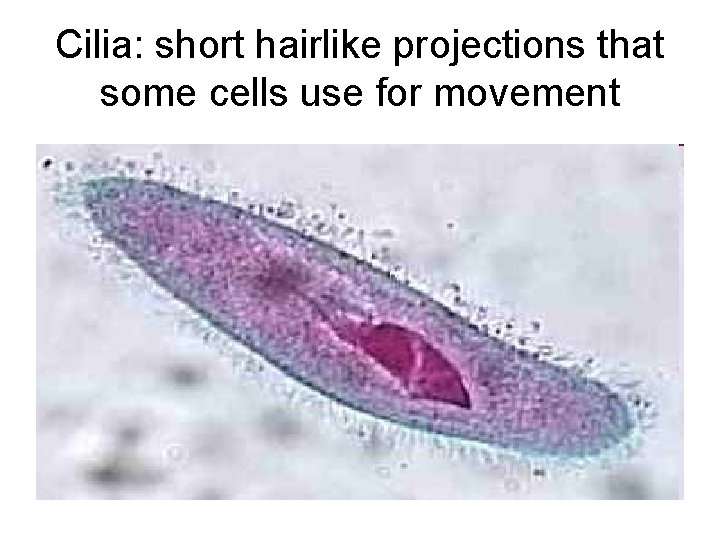 Cilia: short hairlike projections that some cells use for movement 