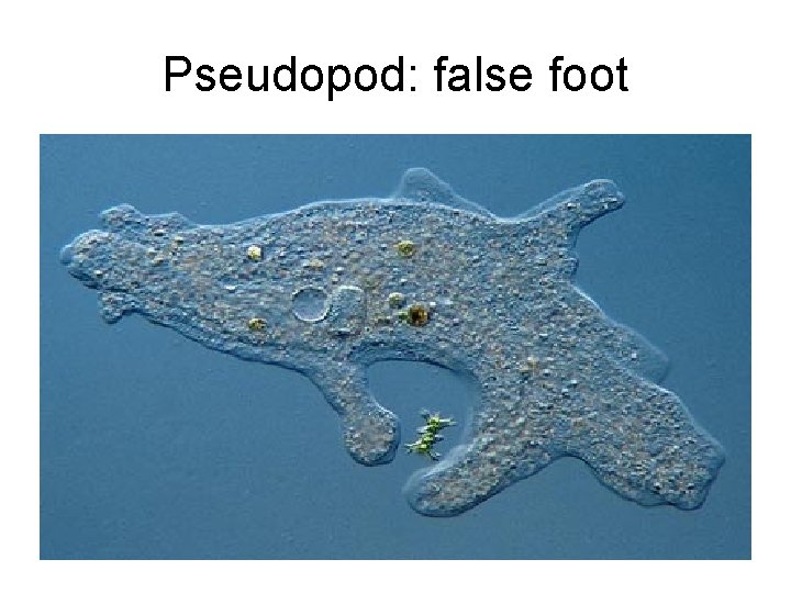 Pseudopod: false foot 