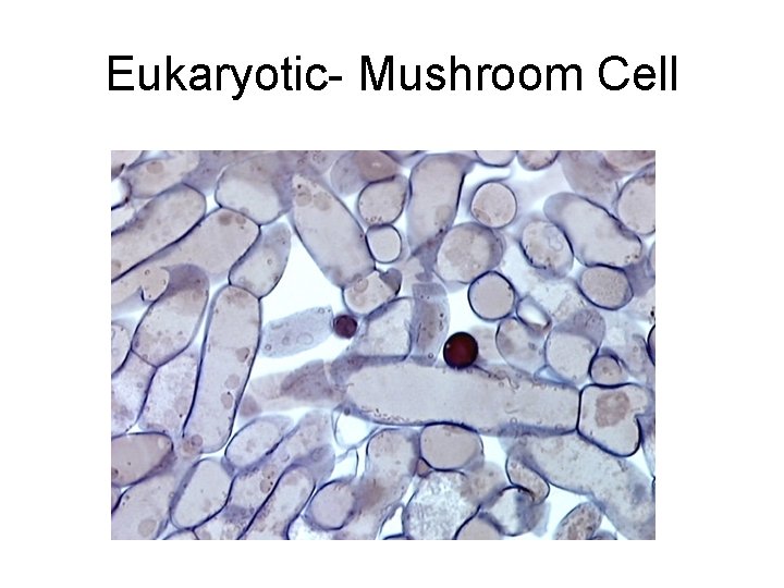 Eukaryotic- Mushroom Cell 