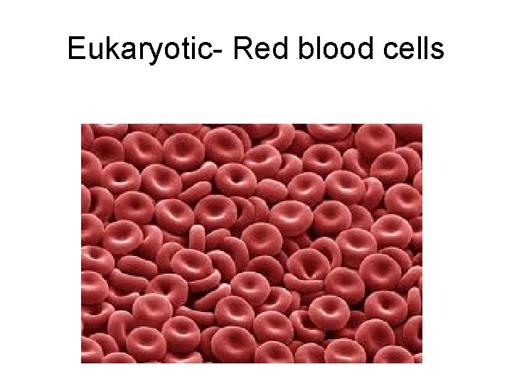 Eukaryotic- Red blood cells 