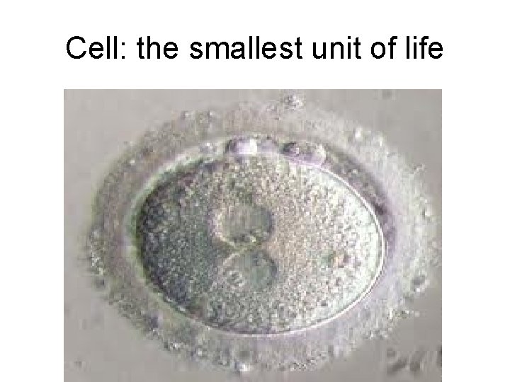 Cell: the smallest unit of life 