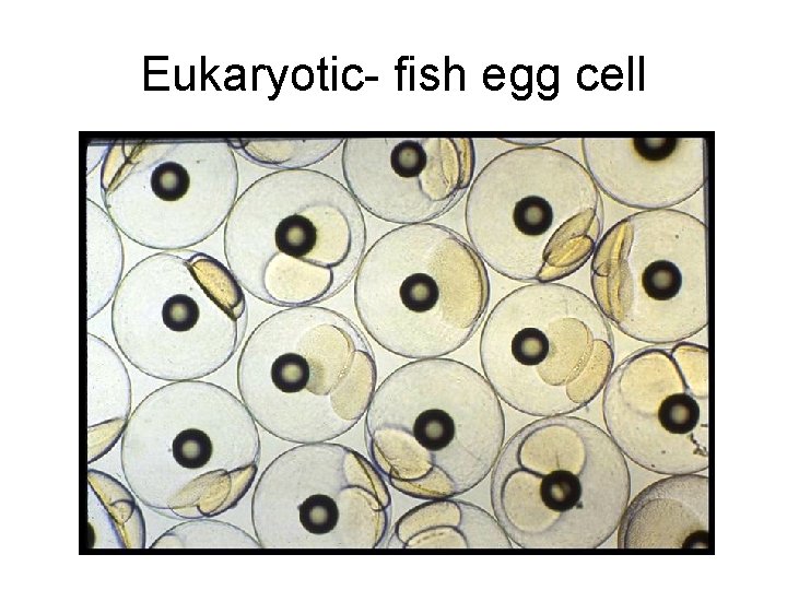 Eukaryotic- fish egg cell 