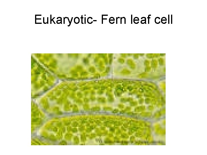 Eukaryotic- Fern leaf cell 