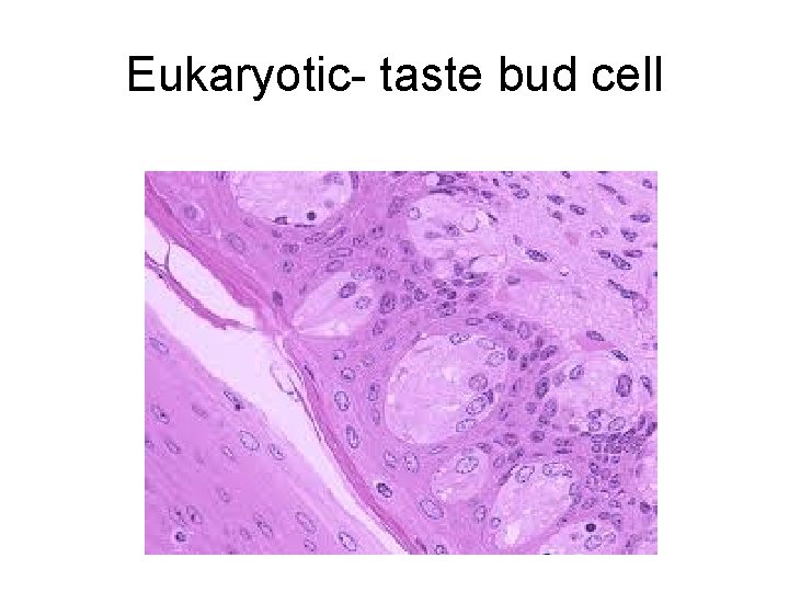 Eukaryotic- taste bud cell 
