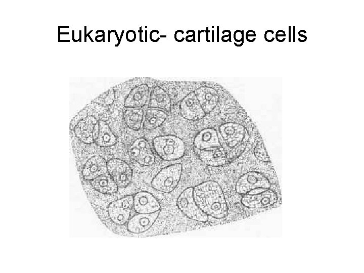Eukaryotic- cartilage cells 