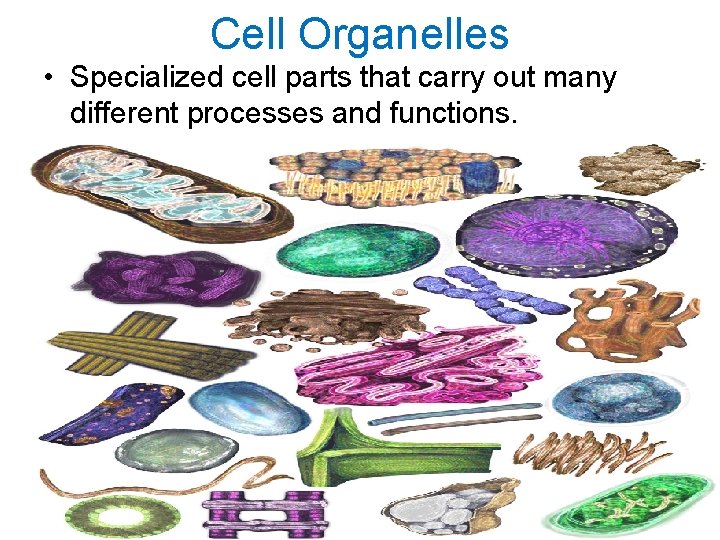 Cell Organelles • Specialized cell parts that carry out many different processes and functions.