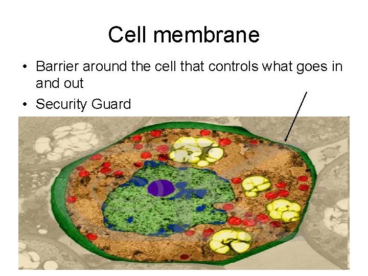 Cell membrane • Barrier around the cell that controls what goes in and out