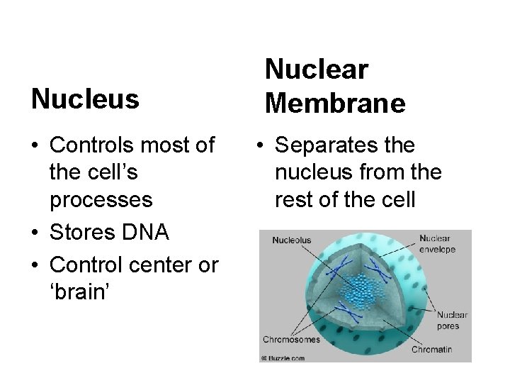 Nucleus • Controls most of the cell’s processes • Stores DNA • Control center