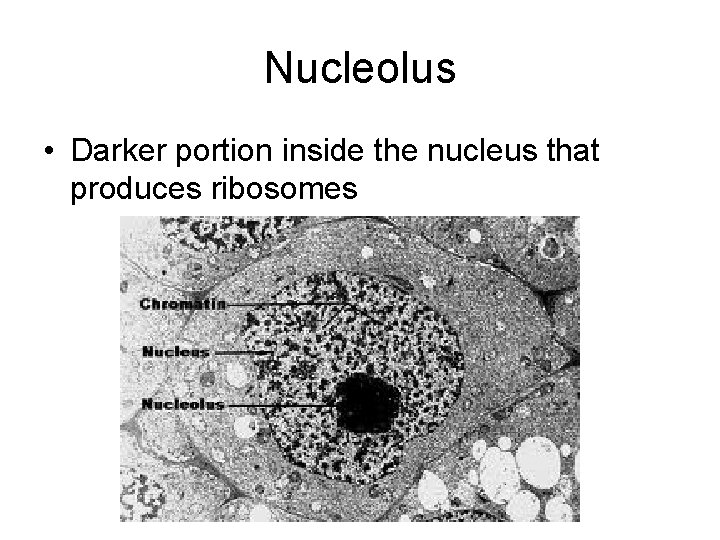 Nucleolus • Darker portion inside the nucleus that produces ribosomes 