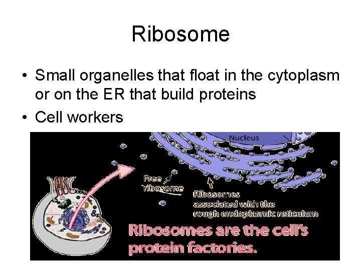 Ribosome • Small organelles that float in the cytoplasm or on the ER that