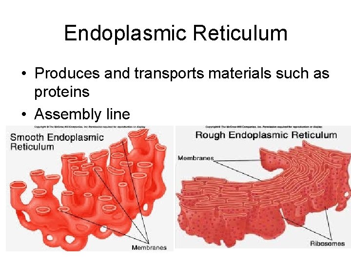 Endoplasmic Reticulum • Produces and transports materials such as proteins • Assembly line 