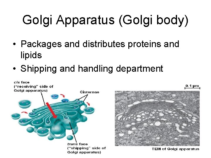 Golgi Apparatus (Golgi body) • Packages and distributes proteins and lipids • Shipping and