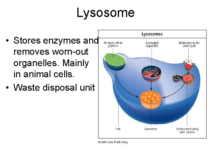 Lysosome • Stores enzymes and removes worn-out organelles. Mainly in animal cells. • Waste