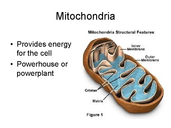 Mitochondria • Provides energy for the cell • Powerhouse or powerplant 
