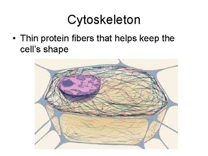 Cytoskeleton • Thin protein fibers that helps keep the cell’s shape 
