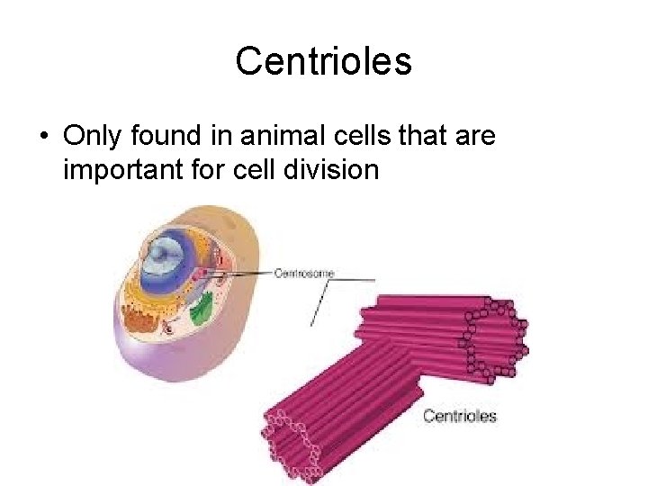 Centrioles • Only found in animal cells that are important for cell division 