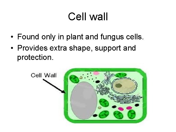 Cell wall • Found only in plant and fungus cells. • Provides extra shape,