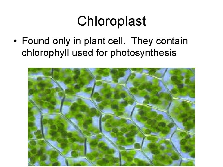 Chloroplast • Found only in plant cell. They contain chlorophyll used for photosynthesis 
