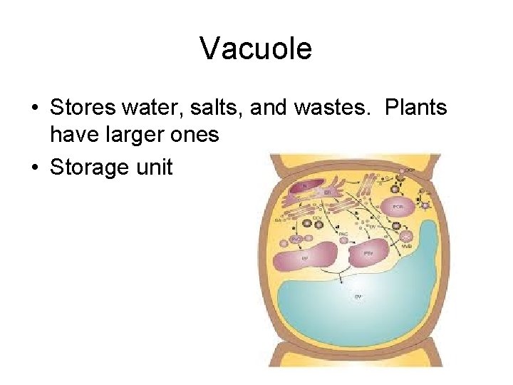 Vacuole • Stores water, salts, and wastes. Plants have larger ones • Storage unit