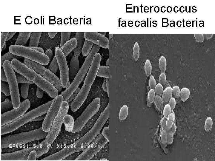 E Coli Bacteria Enterococcus faecalis Bacteria 