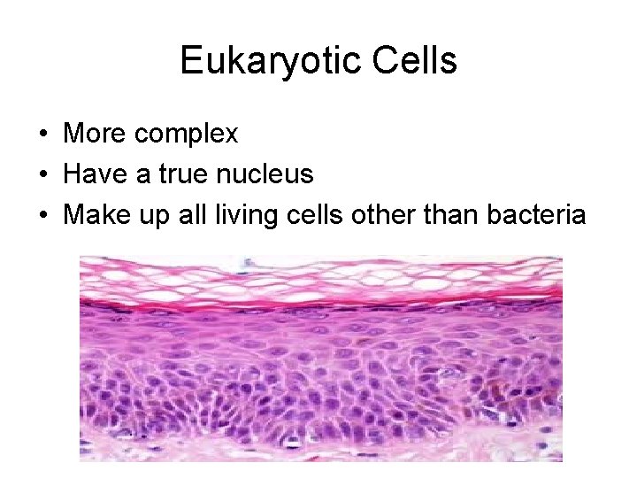 Eukaryotic Cells • More complex • Have a true nucleus • Make up all