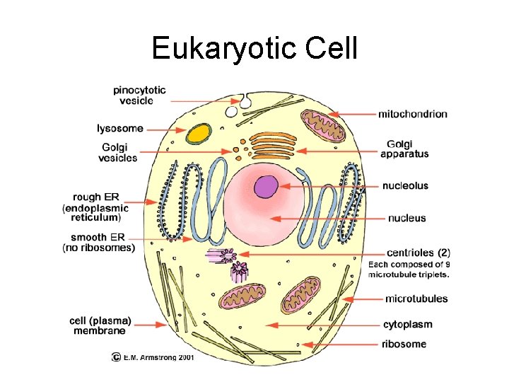 Eukaryotic Cell 