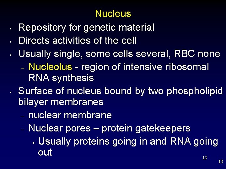  • • Nucleus Repository for genetic material Directs activities of the cell Usually