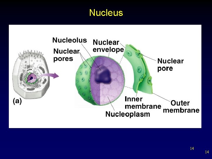 Nucleus 14 14 