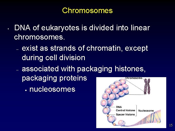 Chromosomes • DNA of eukaryotes is divided into linear chromosomes. – exist as strands