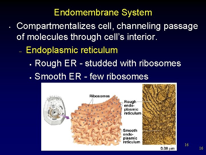  • Endomembrane System Compartmentalizes cell, channeling passage of molecules through cell’s interior. –