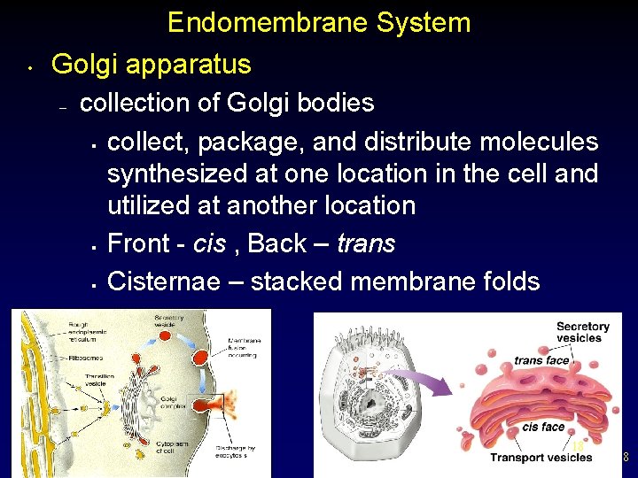  • Endomembrane System Golgi apparatus – collection of Golgi bodies § collect, package,