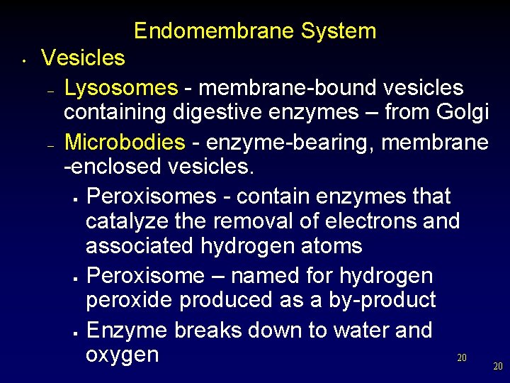 Endomembrane System • Vesicles – Lysosomes - membrane-bound vesicles containing digestive enzymes – from