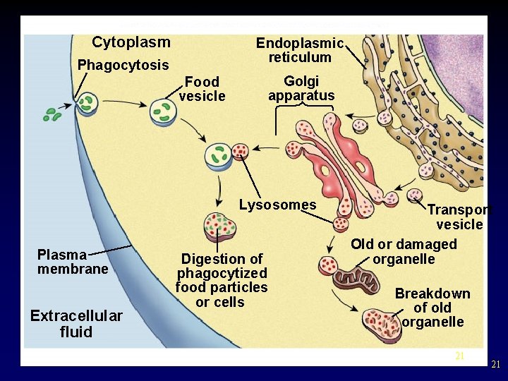 Copyright © The Mc. Graw-Hill Companies, Inc. Permission required for reproduction or display. Cytoplasm