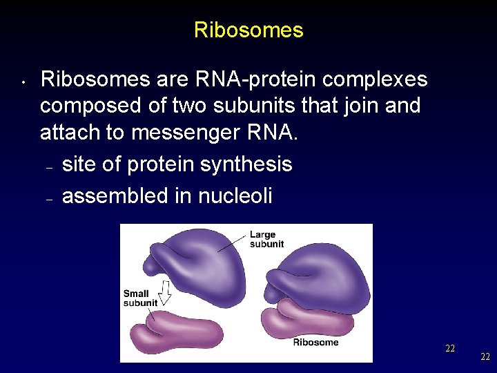 Ribosomes • Ribosomes are RNA-protein complexes composed of two subunits that join and attach